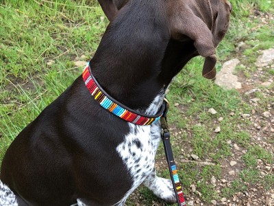 Maasai beaded dog collars sales