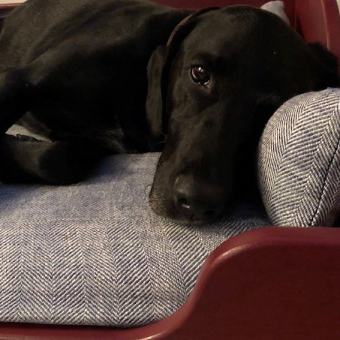 Dog pillow