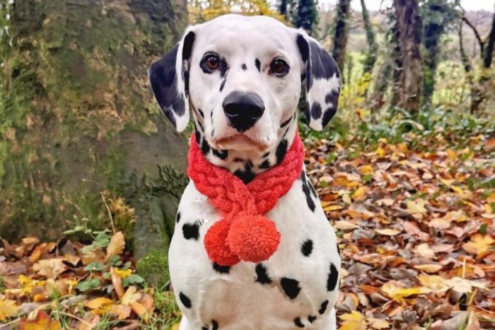 Dog pompom scarf