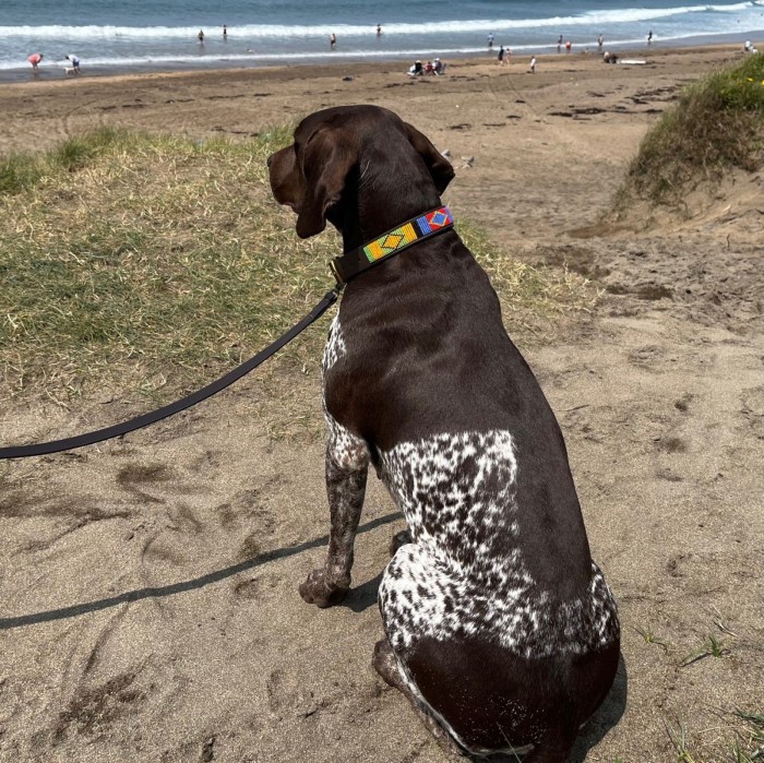 Leather Dog Lead