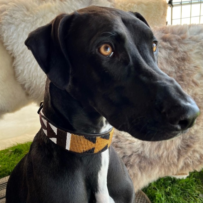 Lurcher Maasai Beadwork fishtail collar