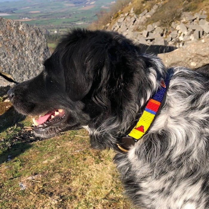 Medium wide Maasai beaded leather dog collar