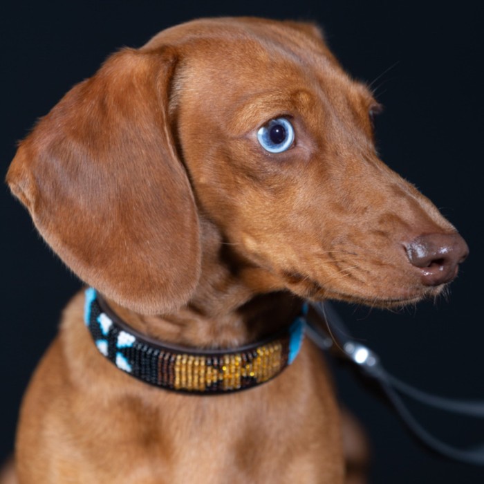 Toy / Pup Maasai Beaded Dog Collar