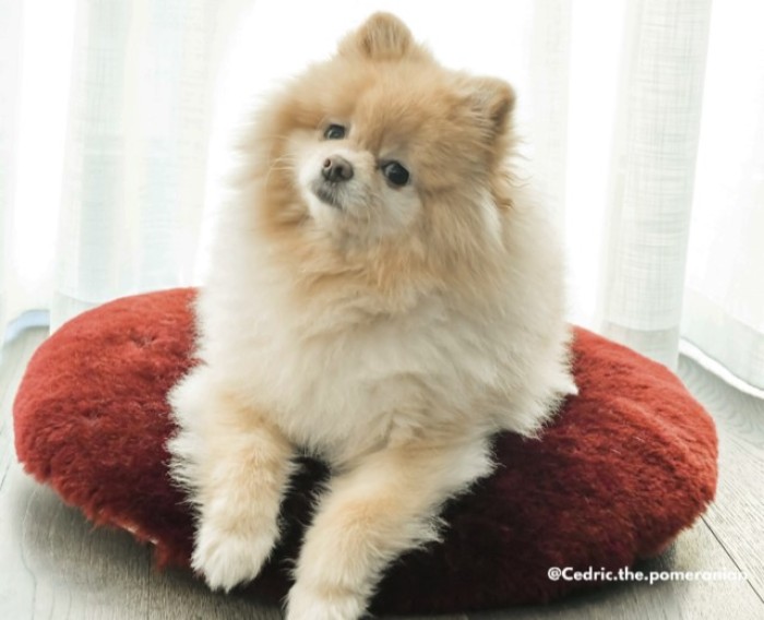 Toy dog & cat pouffe