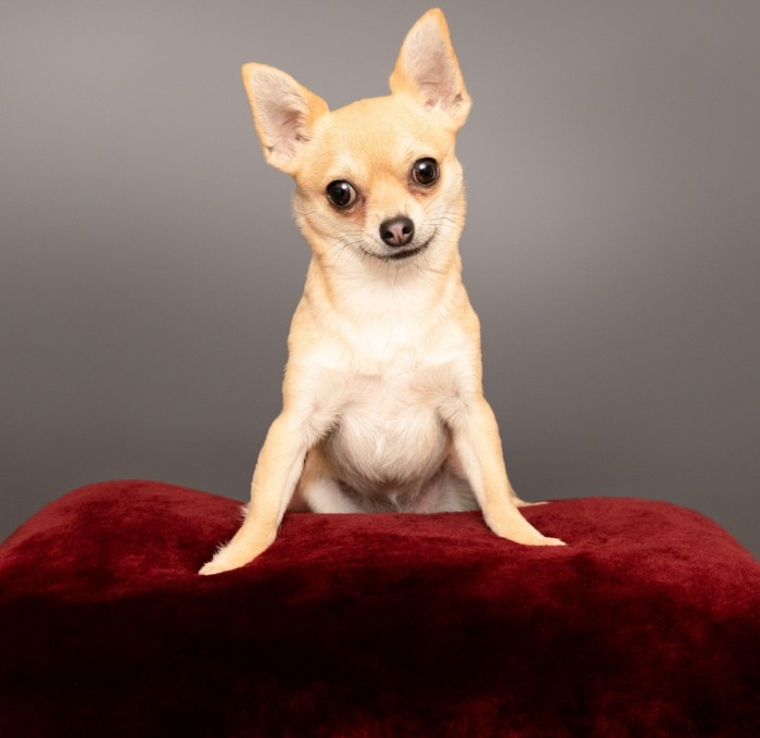 Toy dog & cat pouffe