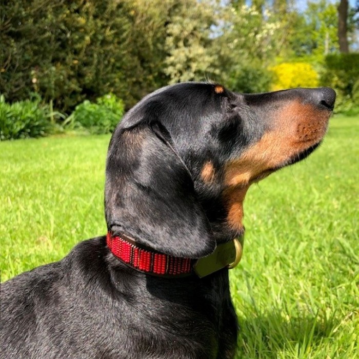 Dachshund Beaded Dog Collar