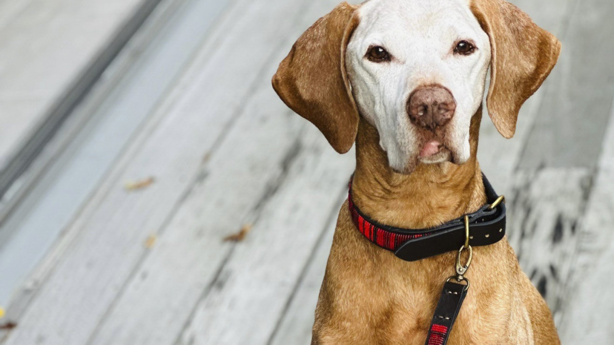 Maasai Beaded Leather Dog Collars & Leash